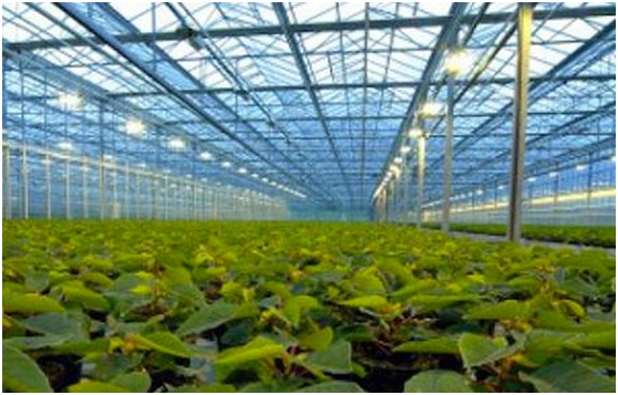 俄罗斯零售商Magnit计划将国内蔬菜采购量增加80%