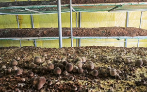 首批智能菌棚草菇上市 北京实现“高端”菌菇本地周年化生产