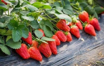 昌平区试种的首批四季草莓已成熟