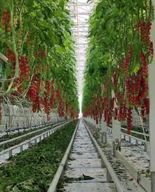科技改变农业——温室番茄的机械化尝试