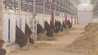 首批种公牛进驻首农种牛繁育平谷科技示范园