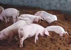 京津冀生猪育种创新联盟成立