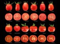 科学家设计适合机械收获的新鲜西红柿